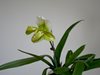 Paphiopedilum Гибридный